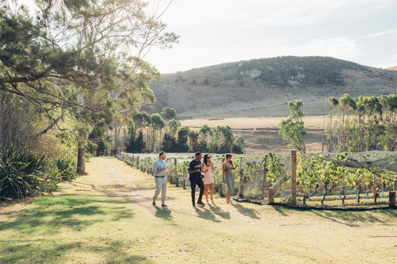 A group of friends holding glasses of wine walking through a Waiheke Island vineyard with hills behind on a sunny day