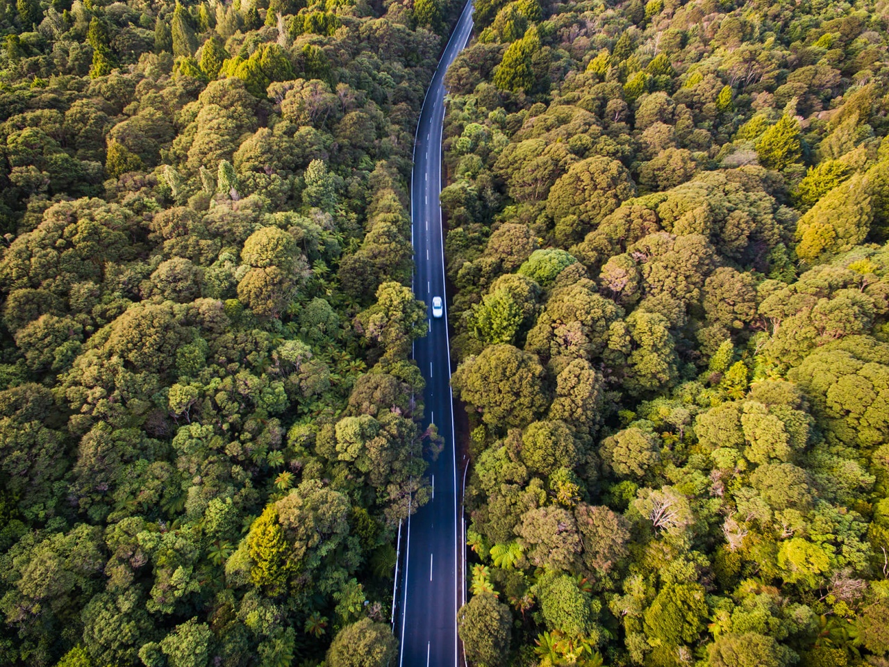 Road in a forest with single car driving