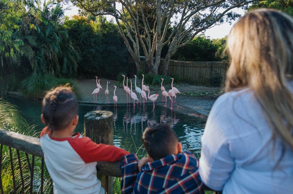 Auckland Zoo with kids. 