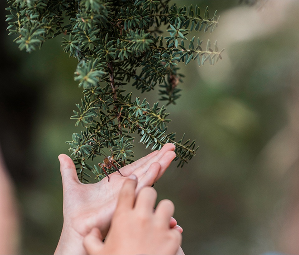 Children's hands with a Weta on them