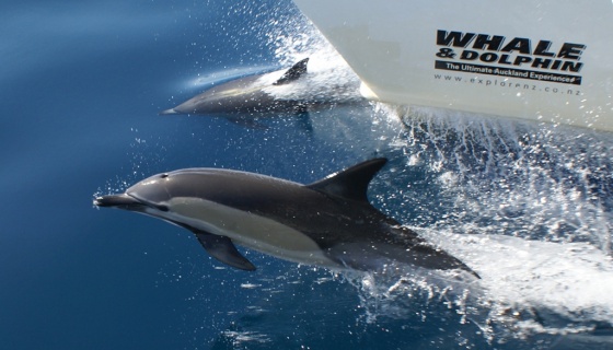 ATEED tourism update - whale and dolphins