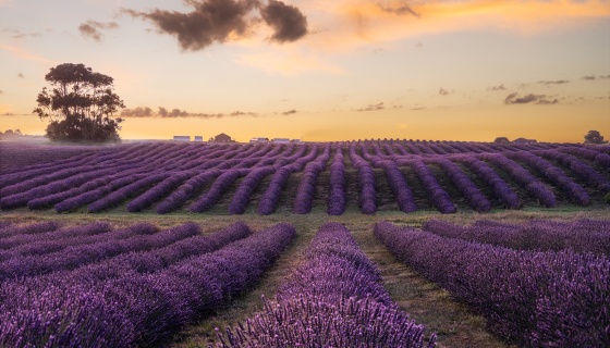 CCT Lavender Farm