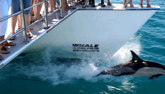 Auckland Dolphin tour