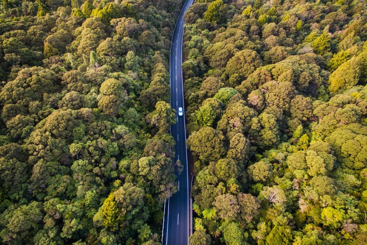 Road in a forest with single car driving